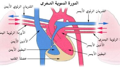 كيف يعمل القلب - How does the heart work?