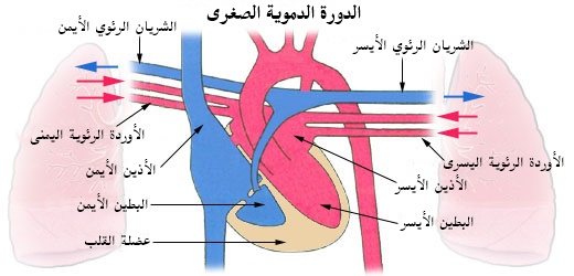 كيف يعمل القلب - How does the heart work?