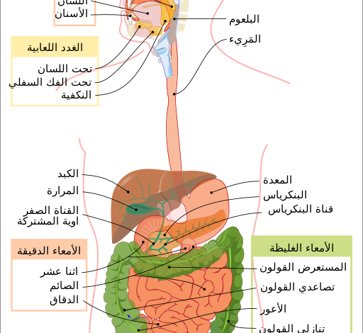 سرطان الجهاز الهضمي gastrointestinal cancer