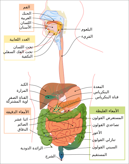 سرطان الجهاز الهضمي gastrointestinal cancer