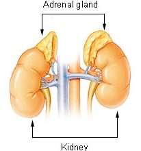 سرطان الغدة الكظرية - adrenal cancer