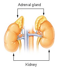 سرطان الغدة الكظرية - adrenal cancer