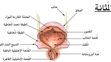 سرطان المثانة