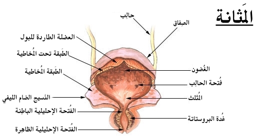 سرطان المثانة