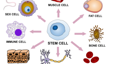 الخلايا الجذعية - Stem Cells