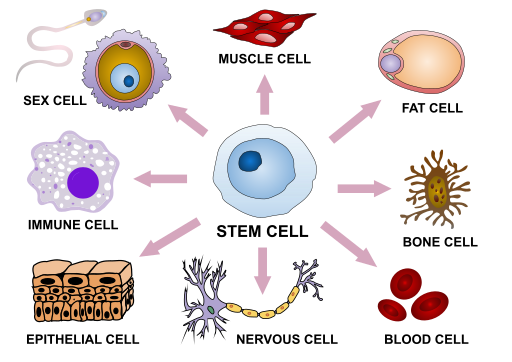 الخلايا الجذعية - Stem Cells